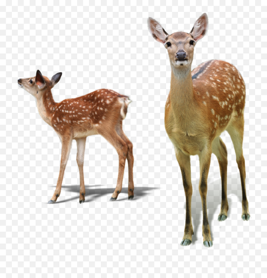 Ftestickers Deer Doe Fawn Sticker By Pennyann - Deers Png Emoji,Whitetail Deer Emoji