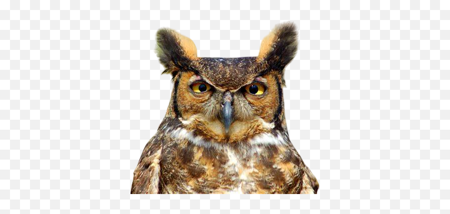 Owl Meme Stickers By - Eastern Screech Owl Emoji,Screech Emoji