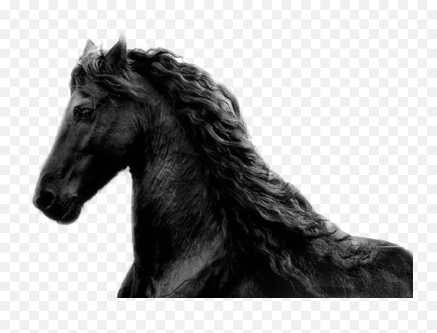 Horse Black Colour Blackhorse Sticker - Mustang Emoji,Black Horse Emoji