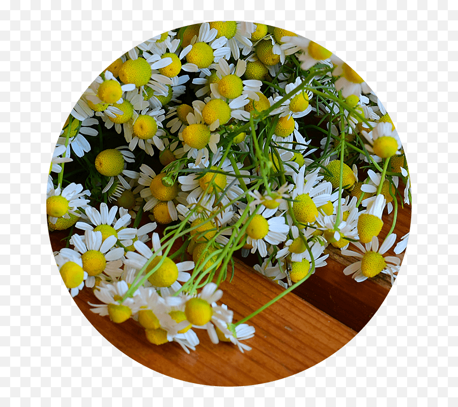 Source Vitál Apothecary Ingredient Glossary - Common Daisy Emoji,Chamoile Emotions