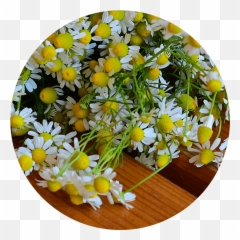 Source Vitál Apothecary Ingredient Glossary - Common Daisy Emoji,Chamoile Emotions