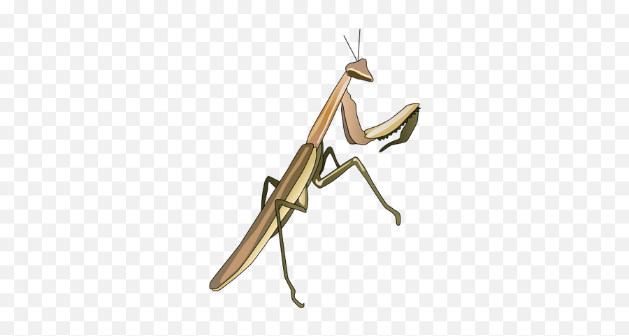 Ian Symbol Praying Mantis - Praying Mantis Illustration Praying Mantis Illustration Emoji,Mantis Emoji