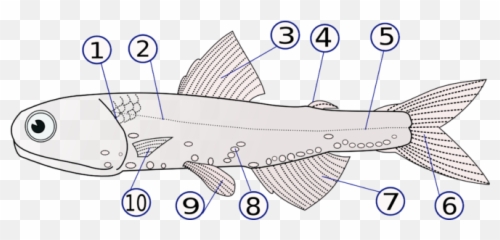 Fish - Wikiwand Fish Fin Emoji,Emotion Angler 11