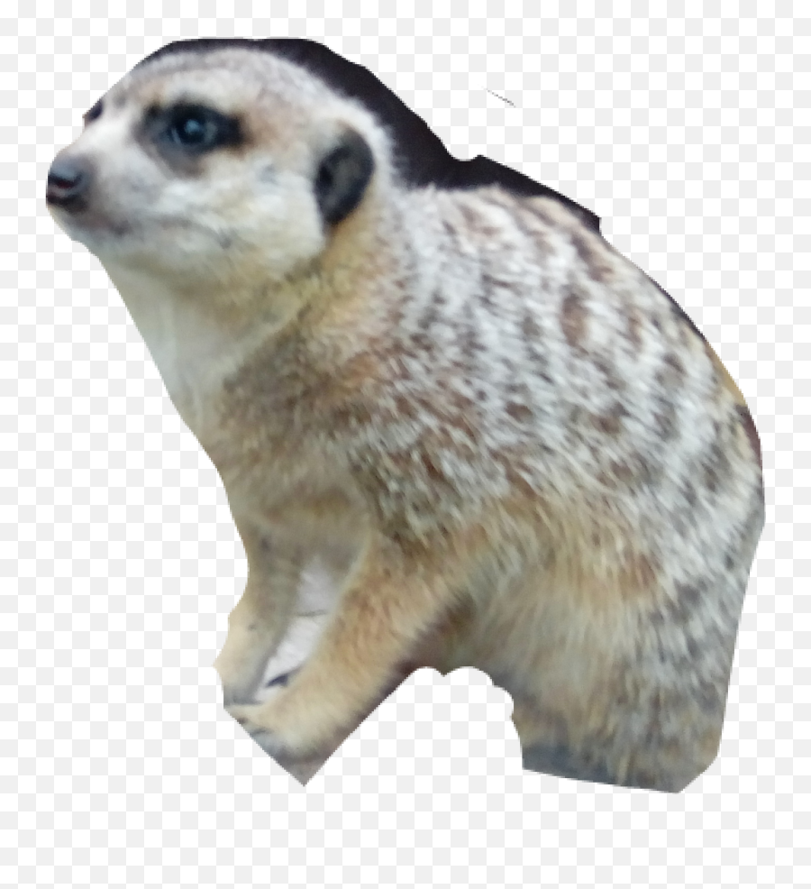 Popular And Trending - Meerkat Emoji,Mongoose Emoji