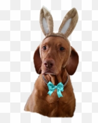 The Most Edited - Soft Emoji,Vizsla Emoji