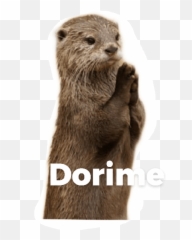 Nutrias - North American River Otter Emoji,Weasel Emoji