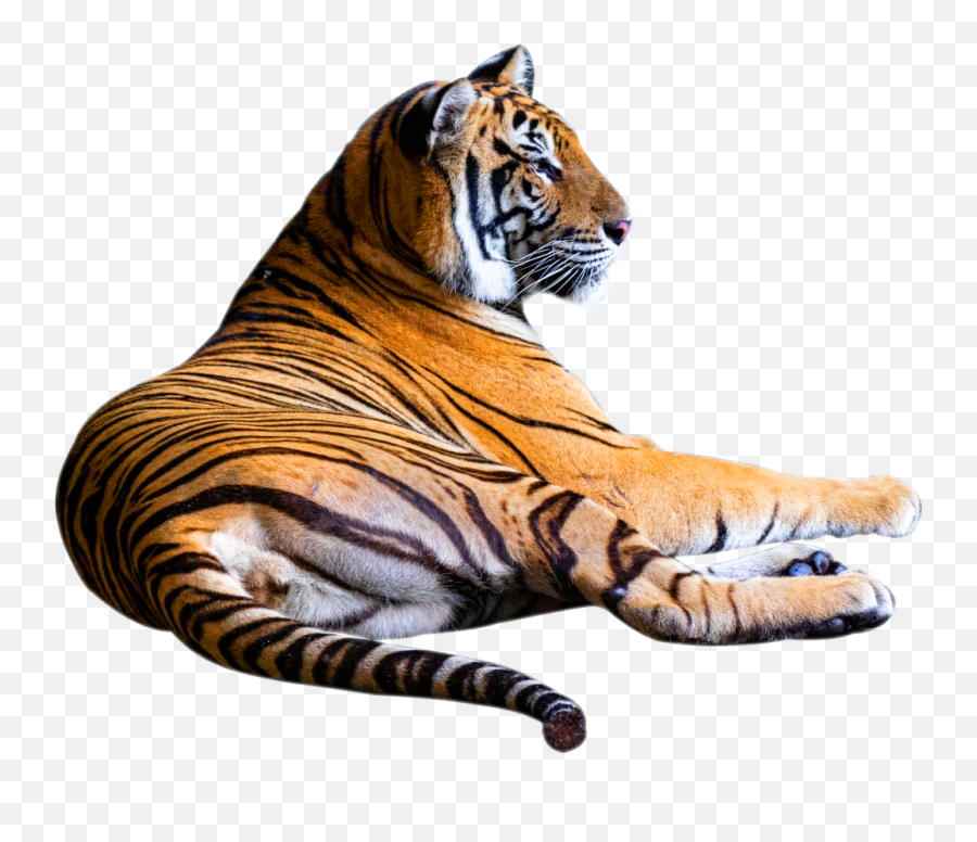 Giraffes Png Transparent Emoji,Bengal Tiger Emoji