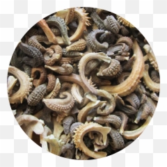 Snake Emoji - Food,Candy Emoji Transparent