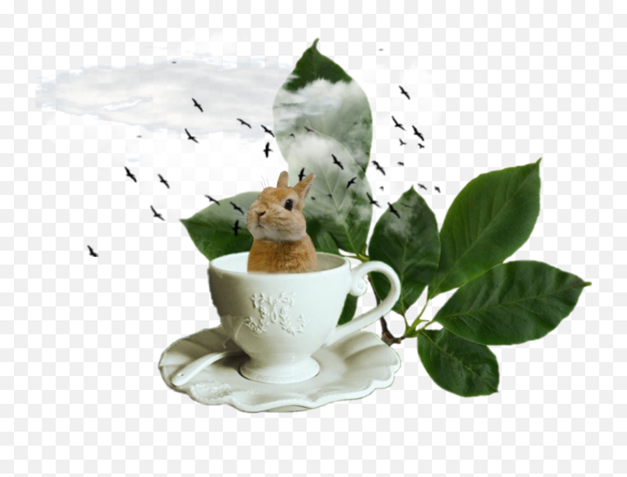 The Most Edited Bunnystickers Picsart - Saucer Emoji,Frog And Teacup Emoji