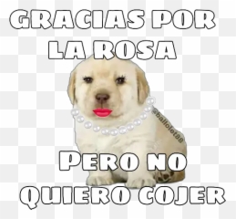 Perro Twitter By Ballolet88 Stickers For Whatsapp - Photo Caption Emoji,Cursed Emoji Twitter