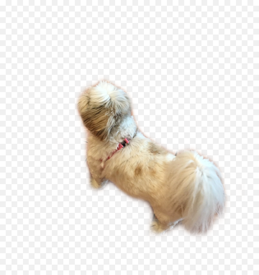 Dog Sticker - Dog Clothes Emoji,Shih Tzu Emoji