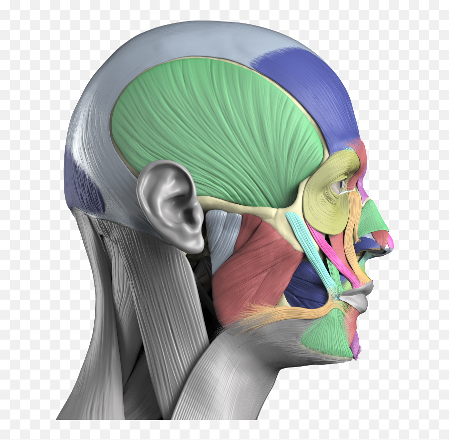 Anatomy Next - Human Anatomy Reference Images And Human Body Emoji,Human Head Emotions