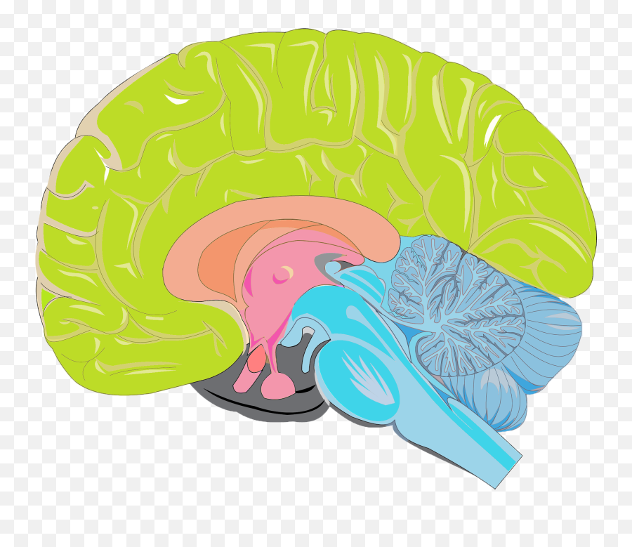 Brain Science Archives - Ic3 Consulting Brain Emoji,Brain Parts And Emotions