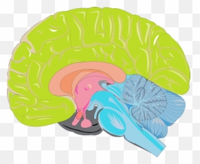 Brain Science Archives - Ic3 Consulting Brain Emoji,Brain Parts And Emotions