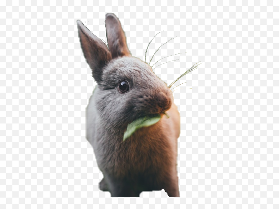 Bunny Babybunny Sticker By Sandi Kassandra Watson - Domestic Rabbit Emoji,Bunny And Egg Emoji