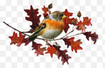Marseille - Mamiekéké Et Cricri Du0027amour Vont Au Salon Oiseau Automne Emoji,Wouah Emoticon