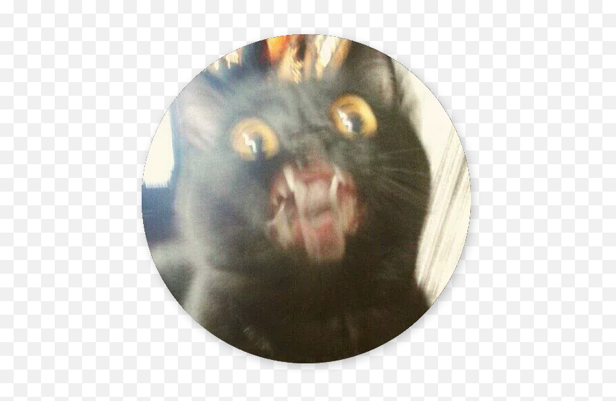 Stupid Cats Sticker Pack - Stickers Cloud Emoji,Stupid Emotions Meme