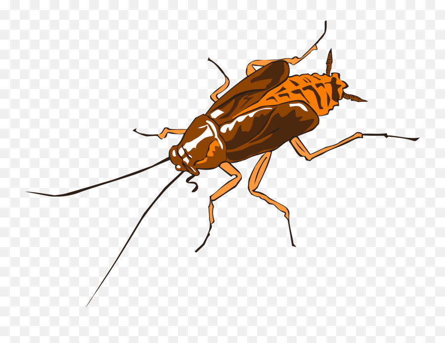 Cockroach Clipart Free Download Transparent Png Creazilla Emoji,Cockaroach Emoji