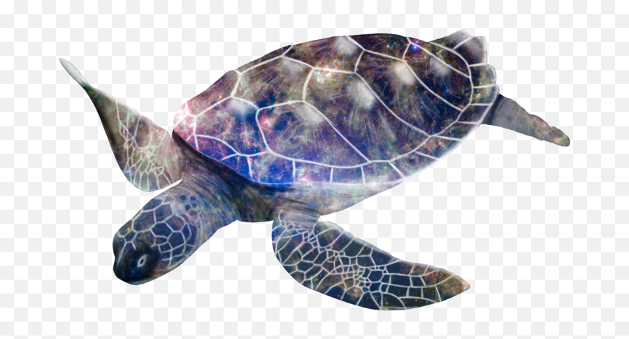 Ftestickers Turtle Galaxy Sticker By Sona - Tortue Luth Png Emoji,Turtle Shell Emoji