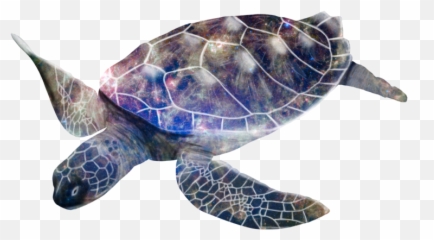 Ftestickers Turtle Galaxy Sticker By Sona - Tortue Luth Png Emoji,Turtle Shell Emoji
