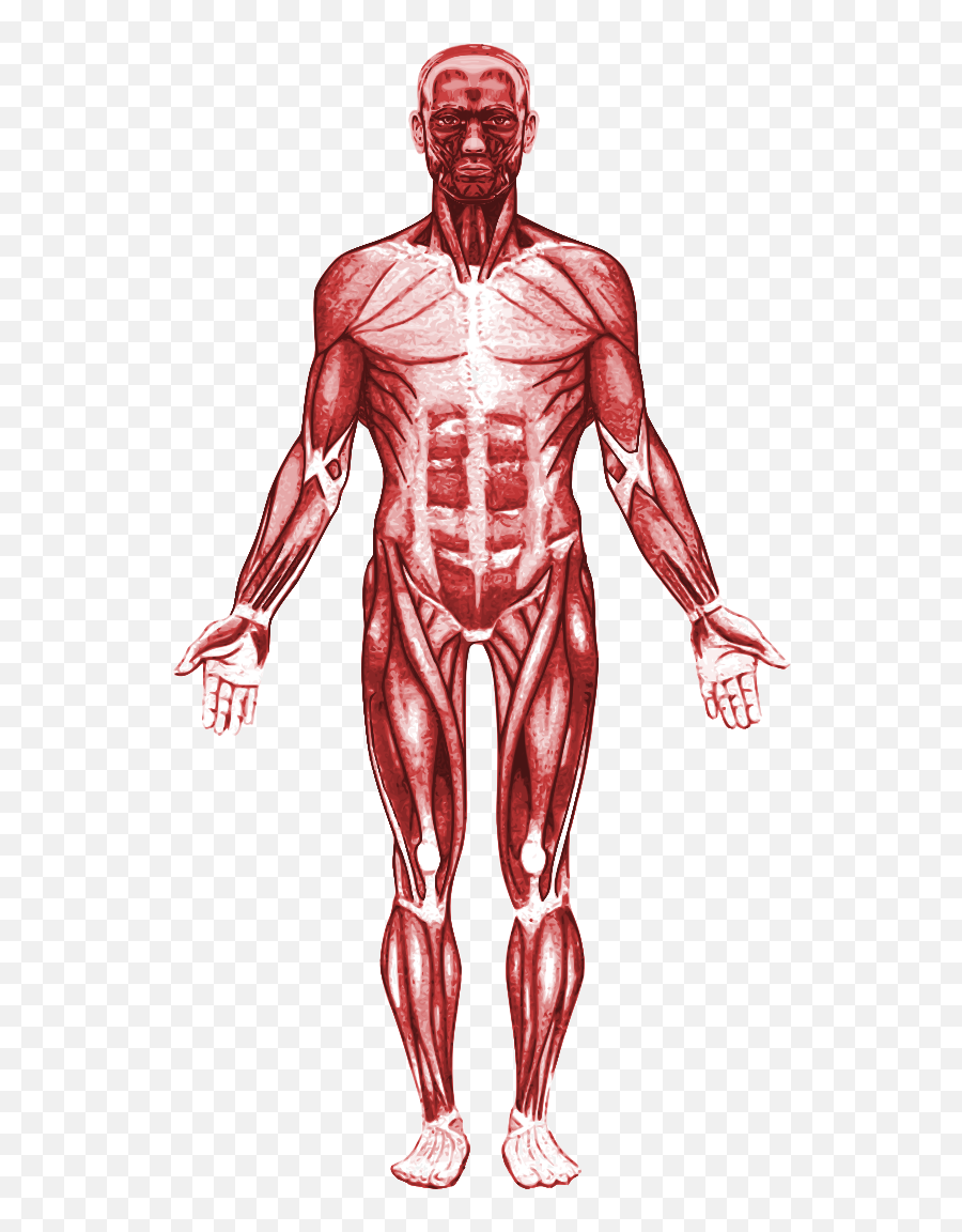 Strong Arm Emoji Png - Transparent Muscular Organ System,Strong Arm Emoji