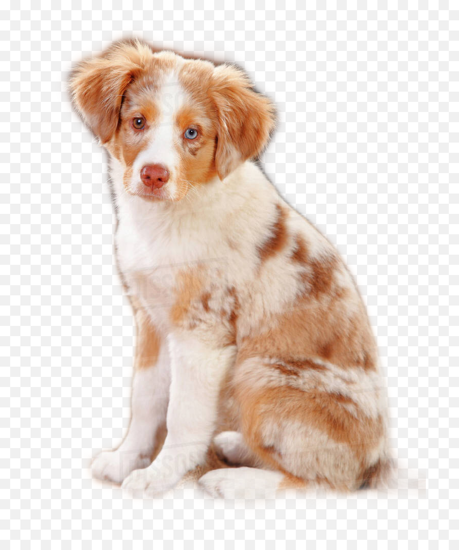 The Most Edited - Red Merle Australian Shepherd Emoji,Australian Shepherd Emoji