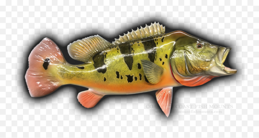 27 Peacock Bass Fish Mount Replica 820 - Yellow Perch Emoji,True Human Emotion Drum And Bass