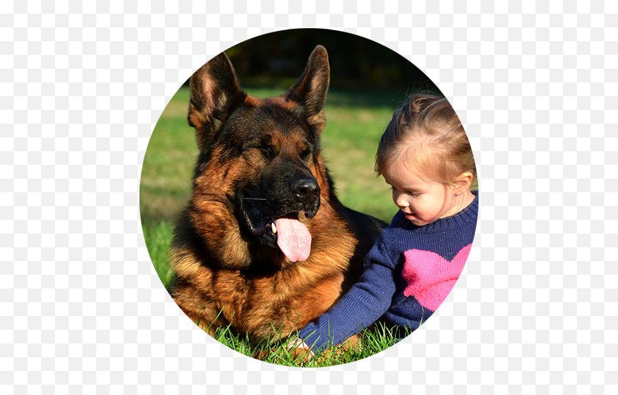 German Shepherd Breeder Based In Maryland With Programs In - Old German Shepherd Dog Emoji,How To Tell German Shepherds Emotions By Their Ears