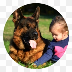 German Shepherd Breeder Based In Maryland With Programs In - Old German Shepherd Dog Emoji,How To Tell German Shepherds Emotions By Their Ears