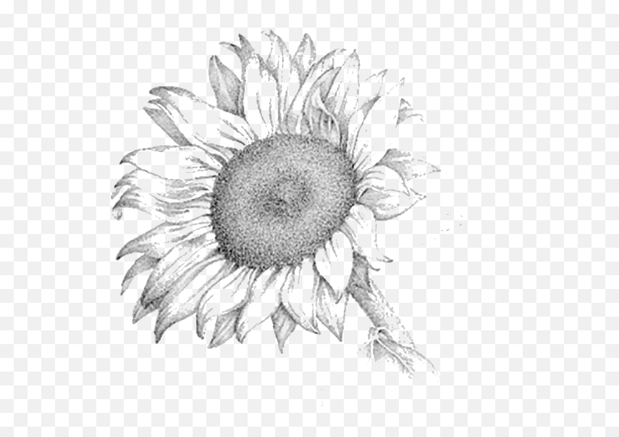 Free Black And White Pencil Drawings Download Free Clip Art - Realistic Drawings Of A Sunflower Emoji,Emoji Drawings In Pencil