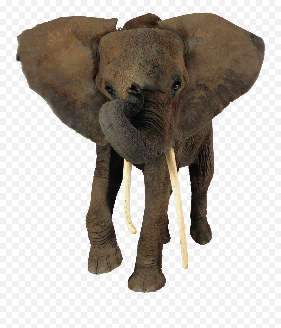 Elephant Png Emoji,Elephant Touching Dead Elephant Emotion