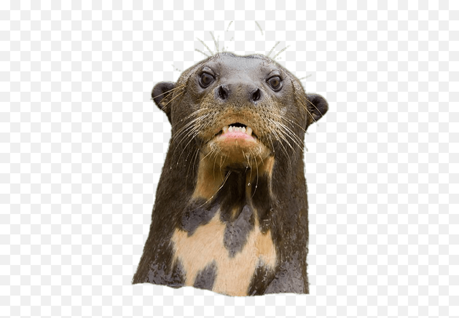 Angry Giant River Otter - Angry Giant River Otter Emoji,Otter Emoji