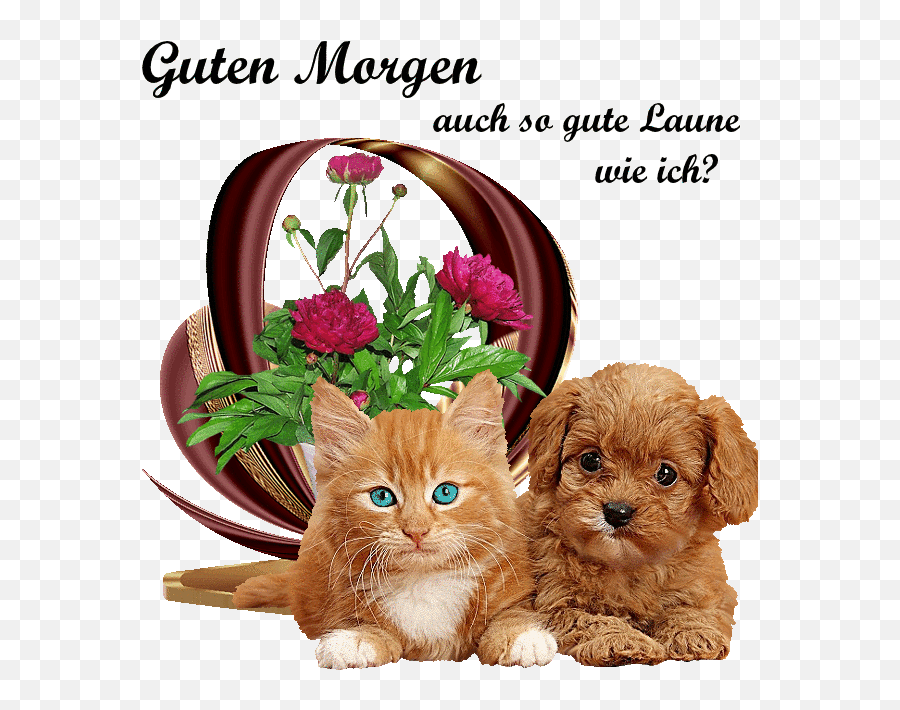 370 Guten Morgen - Ideen In 2021 Guten Morgen Guten Morgen Cavapoo Puppy With Kitten Emoji,Emoticons Chastity