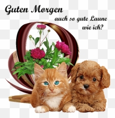 370 Guten Morgen - Ideen In 2021 Guten Morgen Guten Morgen Cavapoo Puppy With Kitten Emoji,Emoticons Chastity
