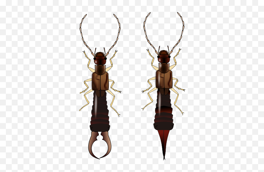 Should I Feel Bad About Killing Bugs - Quora Male Earwig Emoji,Emotion Flies