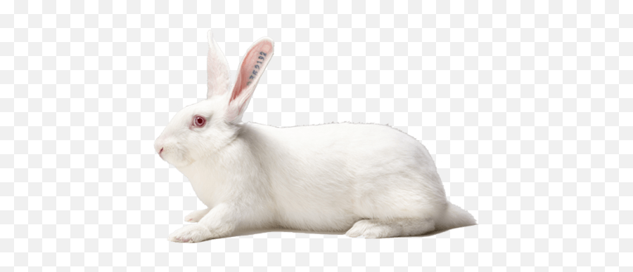 Our Products - Hypharm Domestic Rabbit Emoji,Monoclonal Emoji