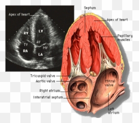 Inter Ventricular Septum Belongs To - Heart Anatomy Echocardiography Emoji,Septum And Emotion