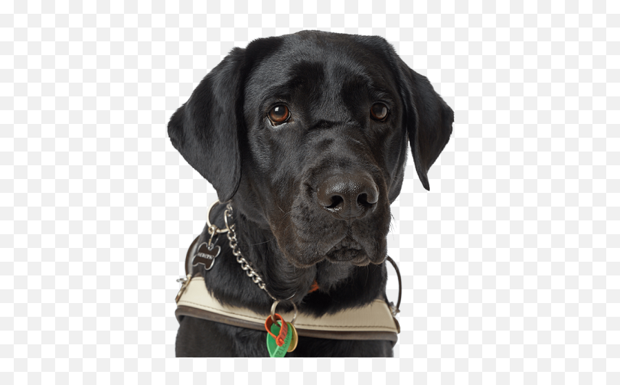 Labrador Retriever Black Dog Head Png Transparent Images Emoji,Emoji Dog Head