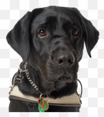 Labrador Retriever Black Dog Head Png Transparent Images Emoji,Emoji Dog Head