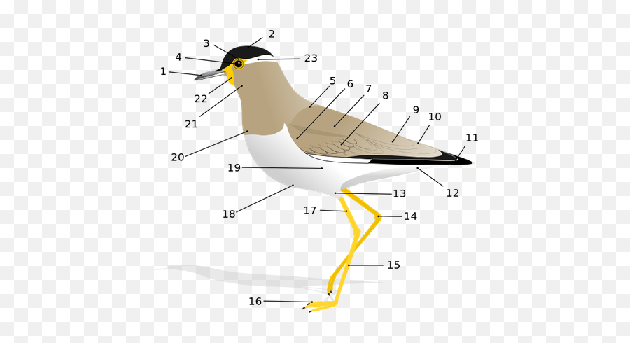 What Do All Birds Have In Common - Quora Emoji,Emotions Associated With Dove Bird