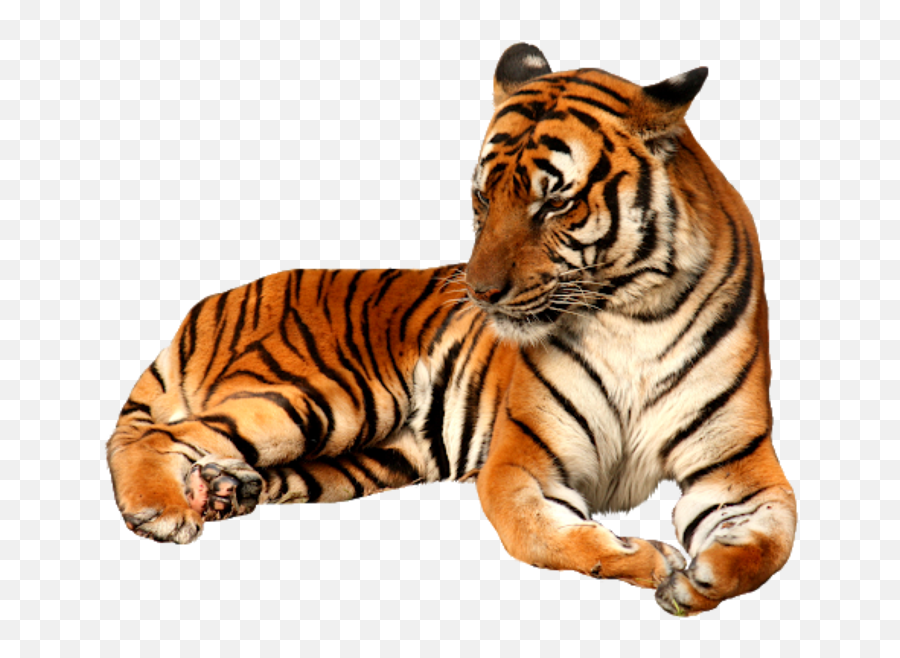 Largest Collection Of Free - Toedit Tigers Stickers Emoji,Bengal Tiger Emoji