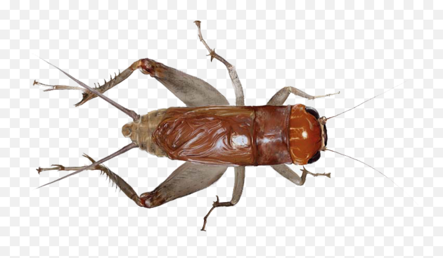 Cricket Insectxishuaixi Shuai5png Emoji,Cucarachas Emoji