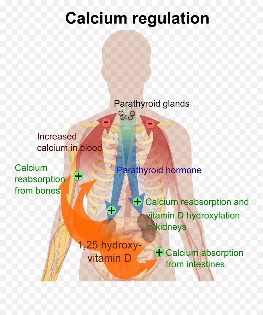 Difference Between Vitamin D And - Happens If You Have Too Much Calcium Emoji,D&d Emoji