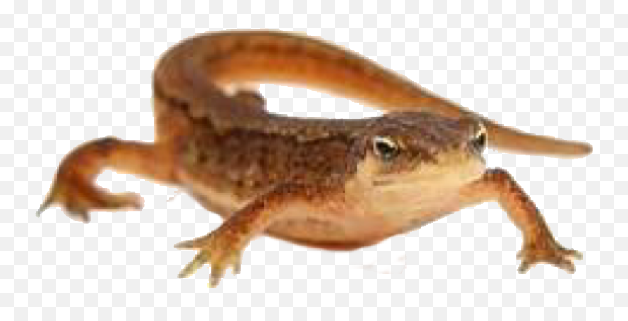 Newt Sticker - Smooth Newt Emoji,Newt Emoji