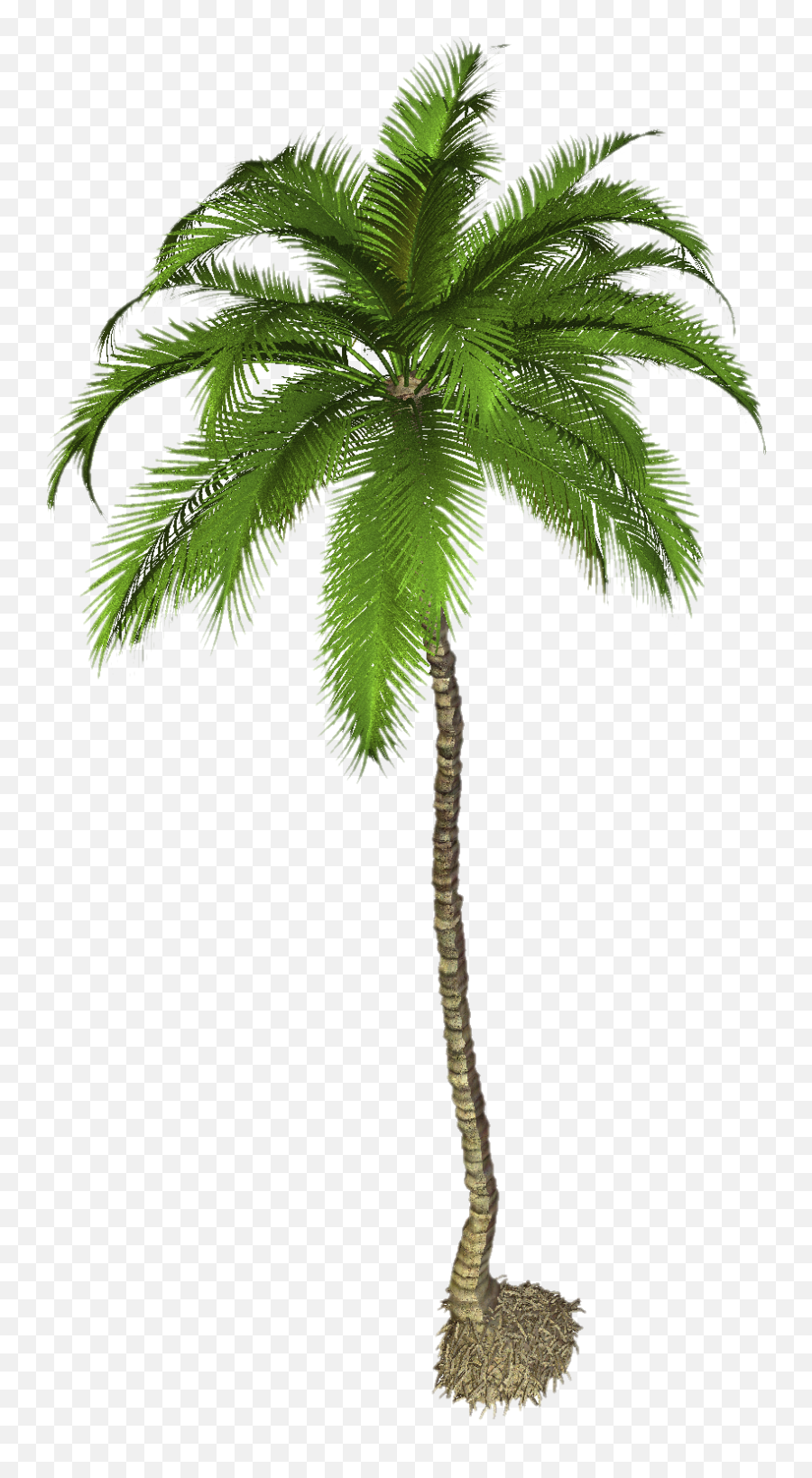 Download Hd Coconut Tree Png Photo - Palm Tree Png Hd Palm Tree High Res Emoji,Palm Tree Emoji