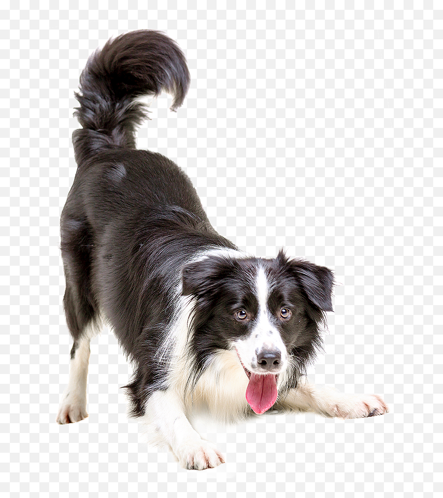 Border Collie Puppy Cat Pet - Perro Jugando Png Emoji,Australian Shepherd Emoji