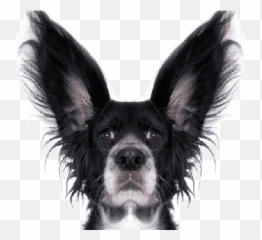 19 Dog Ear Types U0026 Shapes 34 Dogs With Pointy Ears How - Fun Dog Png Emoji,Cat Emotions Ear Chart