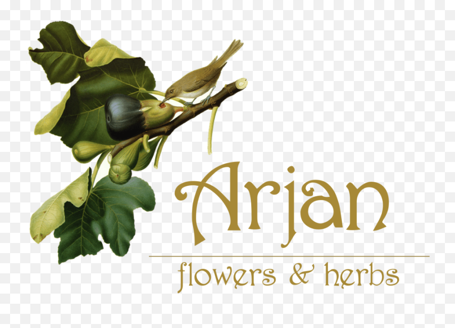 Oakland Florist Flower Delivery By Arjan Flowers - Antique Fig Tree Botanical Emoji,Deep Emotions Roses