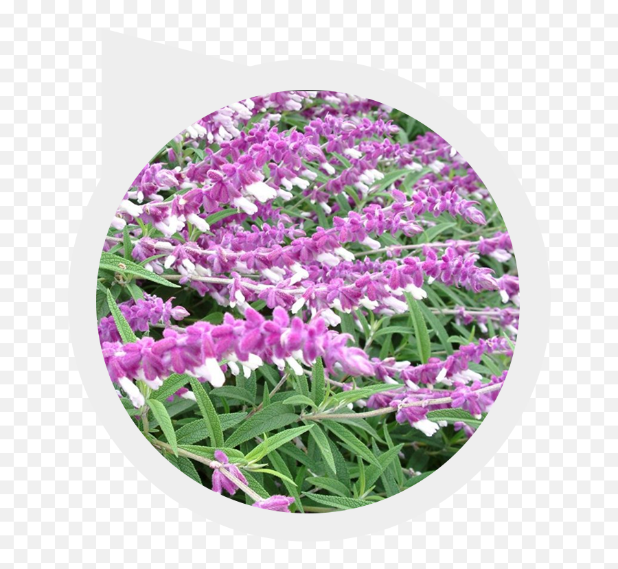 Plantmaster For Students - Butterfly Bush Emoji,Picture Of Sweet Emotion Abelia In Garden