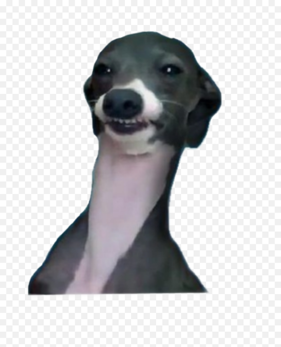 The Most Edited Derp Picsart Emoji,Derp Pug Emoticon